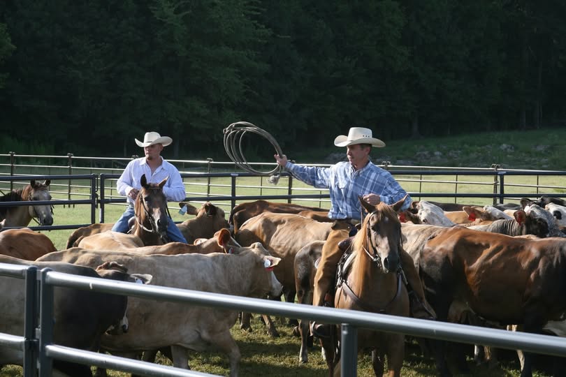 Priefert Cattle System Web.jpg